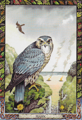 HAWK